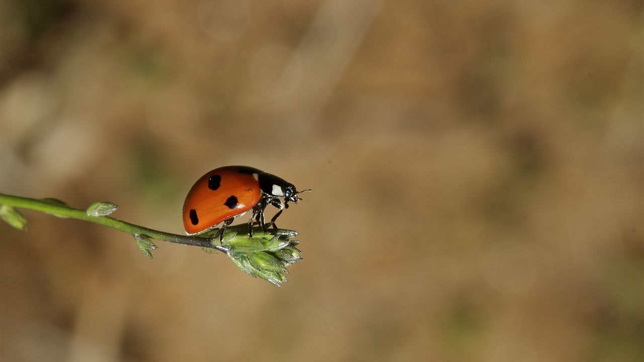 Wallpaper ladybird, grass, sunshine, warm
