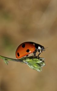 Preview wallpaper ladybird, grass, sunshine, warm