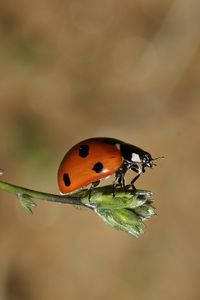Preview wallpaper ladybird, grass, sunshine, warm