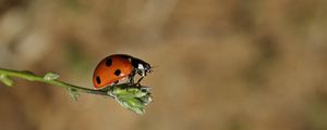 Preview wallpaper ladybird, grass, sunshine, warm