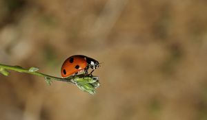 Preview wallpaper ladybird, grass, sunshine, warm