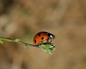 Preview wallpaper ladybird, grass, sunshine, warm