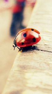 Preview wallpaper ladybird, surface, light, board