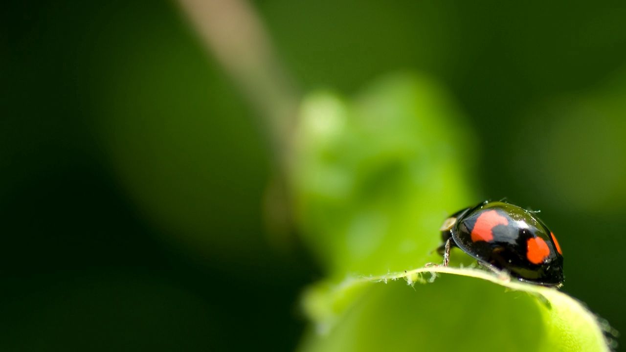 Wallpaper ladybird, unusual, leaf, surface