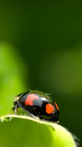 Preview wallpaper ladybird, unusual, leaf, surface