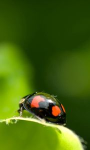 Preview wallpaper ladybird, unusual, leaf, surface