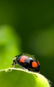 Preview wallpaper ladybird, unusual, leaf, surface