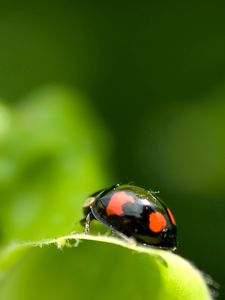 Preview wallpaper ladybird, unusual, leaf, surface