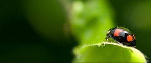 Preview wallpaper ladybird, unusual, leaf, surface