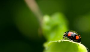 Preview wallpaper ladybird, unusual, leaf, surface