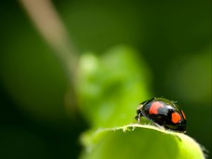 Preview wallpaper ladybird, unusual, leaf, surface