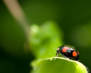 Preview wallpaper ladybird, unusual, leaf, surface