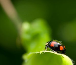 Preview wallpaper ladybird, unusual, leaf, surface