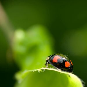 Preview wallpaper ladybird, unusual, leaf, surface