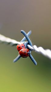 Preview wallpaper ladybird, wire, metal