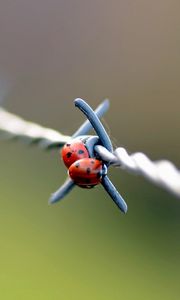 Preview wallpaper ladybird, wire, metal