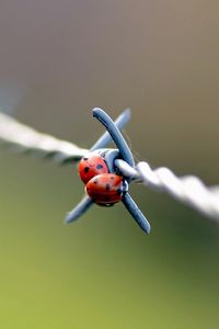 Preview wallpaper ladybird, wire, metal