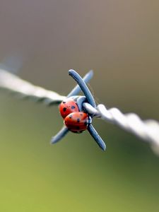 Preview wallpaper ladybird, wire, metal