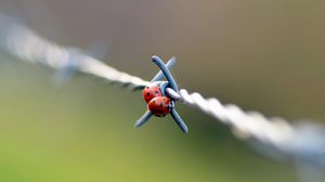 Preview wallpaper ladybird, wire, metal