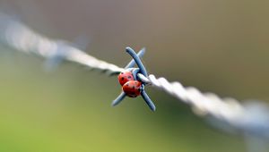 Preview wallpaper ladybird, wire, metal