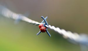 Preview wallpaper ladybird, wire, metal