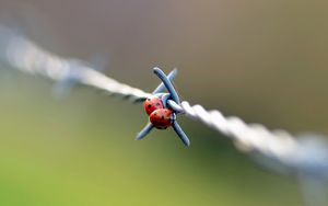 Preview wallpaper ladybird, wire, metal