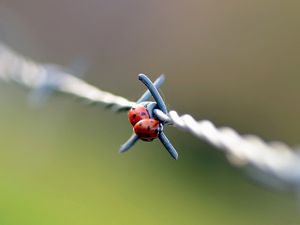 Preview wallpaper ladybird, wire, metal