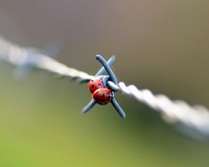 Preview wallpaper ladybird, wire, metal