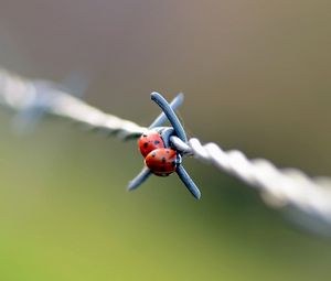 Preview wallpaper ladybird, wire, metal