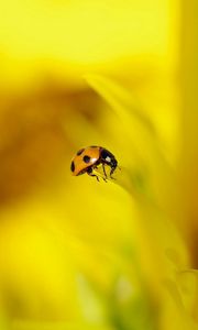 Preview wallpaper ladybug, background, nature