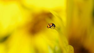 Preview wallpaper ladybug, background, nature