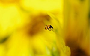 Preview wallpaper ladybug, background, nature