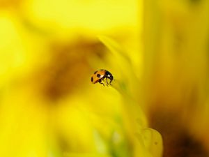 Preview wallpaper ladybug, background, nature