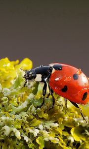 Preview wallpaper ladybug, background, nature