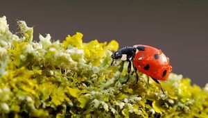 Preview wallpaper ladybug, background, nature