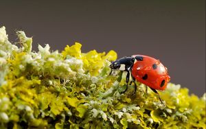 Preview wallpaper ladybug, background, nature