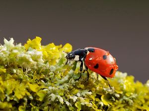 Preview wallpaper ladybug, background, nature