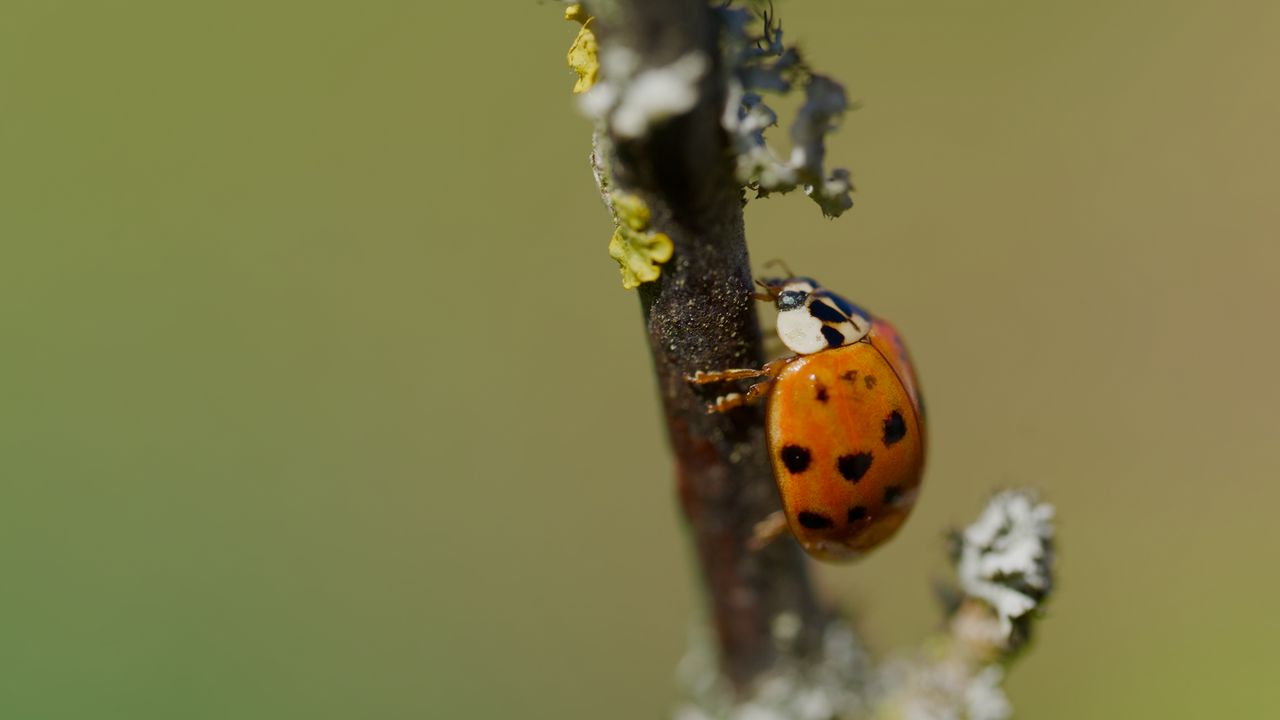 Wallpaper ladybug, beetle, branch, glare, macro