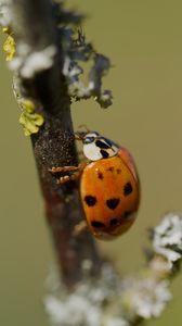 Preview wallpaper ladybug, beetle, branch, glare, macro