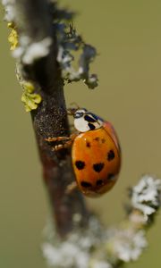 Preview wallpaper ladybug, beetle, branch, glare, macro