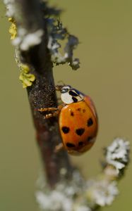 Preview wallpaper ladybug, beetle, branch, glare, macro
