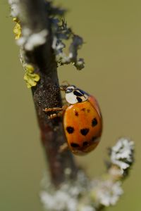 Preview wallpaper ladybug, beetle, branch, glare, macro