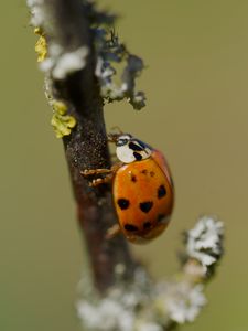 Preview wallpaper ladybug, beetle, branch, glare, macro