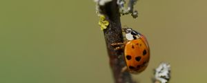Preview wallpaper ladybug, beetle, branch, glare, macro