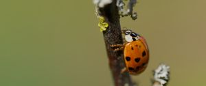 Preview wallpaper ladybug, beetle, branch, glare, macro
