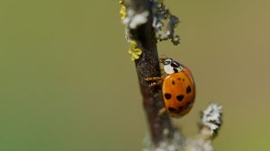 Preview wallpaper ladybug, beetle, branch, glare, macro