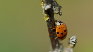 Preview wallpaper ladybug, beetle, branch, glare, macro