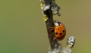 Preview wallpaper ladybug, beetle, branch, glare, macro