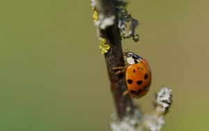Preview wallpaper ladybug, beetle, branch, glare, macro