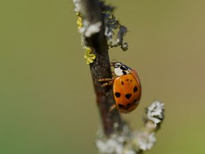 Preview wallpaper ladybug, beetle, branch, glare, macro